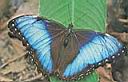 Img___1043-morpho peleides (scan).jpg
